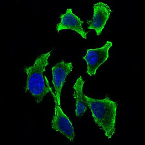 Figure 3: Immunofluorescence analysis of Hela cells using GAB2 mouse mAb (green). Blue: DRAQ5 fluorescent DNA dye. Secondary antibody from Fisher (Cat#: 35503)