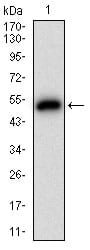 Figure 1: Western blot analysis using GAB2 mAb against human GAB2 (AA: 332-476) recombinant protein. (Expected MW is 41 kDa)