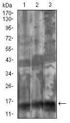 Figure 3: Western blot analysis using FSHB mouse mAb against Cos7 (1), HepG2 (2), HEK293 (3) cell lysate.