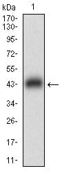 Figure 1: Western blot analysis using DAPK3 mAb against human DAPK3 (AA: 28-161) recombinant protein. (Expected MW is 41.6 kDa)