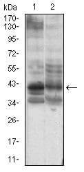 Figure 3: Western blot analysis using B3GALT4 mouse mAb against PANC-1 (1), PC-3 (2) cell lysate.