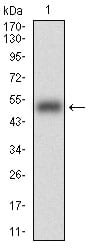 Figure 1: Western blot analysis using HOXB4 mAb against human HOXB4 (AA: 16-251) recombinant protein. (Expected MW is 51.9 kDa)