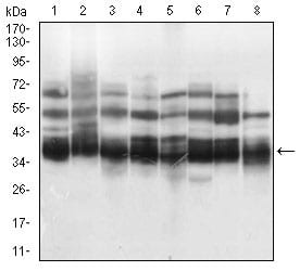 Figure 2: Western blot analysis using KHDRBS2 mouse mAb against K562 (1), HEK293 (2), NTERA-2 (3), Hela (4), HepG2 (5), Jurkat (6), A431 (7), NIH/3T3 (8) cell lysate.