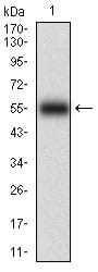 Figure 1: Western blot analysis using KHDRBS2 mAb against human KHDRBS2 (AA: 160-349) recombinant protein. (Expected MW is 46.3 kDa)