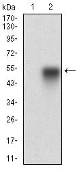 Figure 2: Western blot analysis using CAV2 mAb against HEK293 (1) and CAV2 (AA: 1-86)-hIgGFc transfected HEK293 (2) cell lysate.