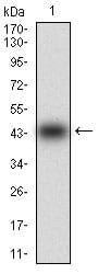 Figure 1: Western blot analysis using MMEL1 mAb against human MMEL1 (AA: 1-107) recombinant protein. (Expected MW is 37 kDa)