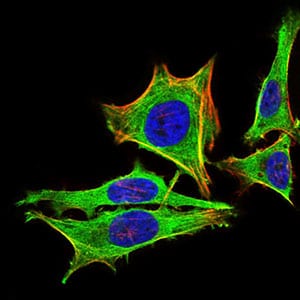 Figure 3: Immunofluorescence analysis of Hela cells using PRL mouse mAb (green). Blue: DRAQ5 fluorescent DNA dye. Red: Actin filaments have been labeled with Alexa Fluor-555 phalloidin. Secondary antibody from Fisher (Cat#: 35503)