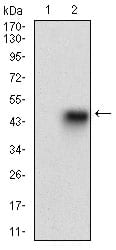 Figure 2: Western blot analysis using PRL mAb against HEK293 (1) and PRL (AA: 65-173)-hIgGFc transfected HEK293 (2) cell lysate.