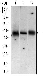 Figure 3: Western blot analysis using MAP2K5 mouse mAb against Jurkat (1), A431 (2), A549 (3) cell lysate.