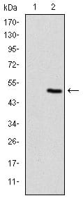 Figure 2: Western blot analysis using MAP2K5 mAb against HEK293 (1) and MAP2K5 (AA: 63-180)-hIgGFc transfected HEK293 (2) cell lysate.