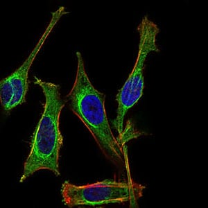 Figure 3: Immunofluorescence analysis of Hela cells using MB mouse mAb (green). Blue: DRAQ5 fluorescent DNA dye. Red: Actin filaments have been labeled with Alexa Fluor-555 phalloidin. Secondary antibody from Fisher (Cat#: 35503)