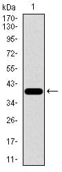 Figure 1: Western blot analysis using MB mAb against human MB (AA: 34-126) recombinant protein. (Expected MW is 36.3 kDa)