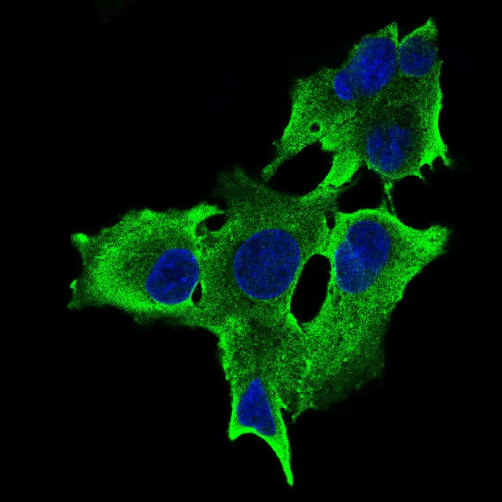 Figure 3: Immunofluorescence analysis of HepG2 cells using RPTOR mouse mAb (green). Blue: DRAQ5 fluorescent DNA dye. Secondary antibody from Fisher (Cat#: 35503)