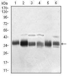 Figure 3: Western blot analysis using PPP1CB mouse mAb against Jurkat (1), A431 (2), Hela (3), HepG2 (4), HEK293 (5), MCF-7 (6) cell lysate.