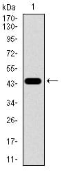 Figure 1: Western blot analysis using PPP1CB mAb against human PPP1CB (AA: 174-327) recombinant protein. (Expected MW is 43.2 kDa)
