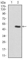 Figure 2: Western blot analysis using PPP1CB mAb against HEK293 (1) and PPP1CB (AA: 174-327)-hIgGFc transfected HEK293 (2) cell lysate.