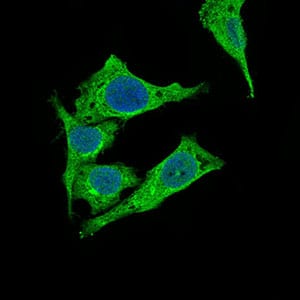 Figure 3: Immunofluorescence analysis of Hela cells using PDK2 mouse mAb (green). Blue: DRAQ5 fluorescent DNA dye. Secondary antibody from Fisher (Cat#: 35503)