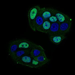 Figure 4: Immunofluorescence analysis of MCF-7 cells using CTNNBL1 mouse mAb (green). Blue: DRAQ5 fluorescent DNA dye. Secondary antibody from Fisher (Cat#: 35503)