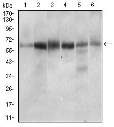 Figure 3: Western blot analysis using CTNNBL1 mouse mAb against Hela (1), Jurkat (2), HEK293 (3), A431 (4), HepG2 (5), RAJI (6) cell lysate.