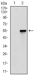 Figure 2: Western blot analysis using CTNNBL1 mAb against HEK293 (1) and CTNNBL1 (AA: 390-557)-hIgGFc transfected HEK293 (2) cell lysate.