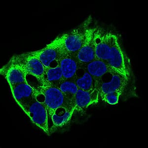 Figure 4: Immunofluorescence analysis of HepG2 cells using SDC1 mouse mAb (green). Blue: DRAQ5 fluorescent DNA dye. Secondary antibody from Fisher (Cat#: 35503)