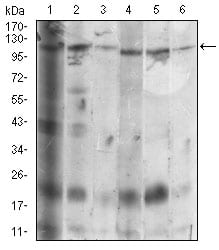 Figure 3: Western blot analysis using SDC1 mouse mAb against Hela (1), MCF-7 (2), HepG2 (3), T47D (4), Jurkat (5), NIH/3T3 (6) cell lysate.