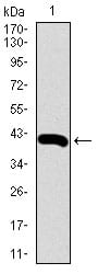 Figure 1: Western blot analysis using SDC1 mAb against human SDC1 (AA: 28-171) recombinant protein. (Expected MW is 44.4 kDa)