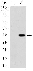 Figure 2: Western blot analysis using SDC1 mAb against HEK293 (1) and SDC1 (AA: 28-171)-hIgGFc transfected HEK293 (2) cell lysate.