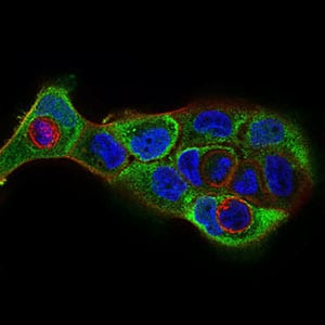 Figure 4: Immunofluorescence analysis of A431 cells using CDH16 mouse mAb (green). Blue: DRAQ5 fluorescent DNA dye. Red: Actin filaments have been labeled with Alexa Fluor-555 phalloidin. Secondary antibody from Fisher (Cat#: 35503)