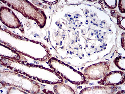 Figure 6: Immunohistochemical analysis of paraffin-embedded kidney tissues using CDH16 mouse mAb with DAB staining.