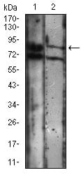 Figure 3: Western blot analysis using CDH16 mouse mAb against A431 (1), Jurkat (2) cell lysate.