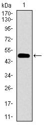 Figure 1: Western blot analysis using CDH16 mAb against human CDH16 (AA: EX(558-721)) recombinant protein. (Expected MW is 43.6 kDa)
