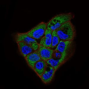 Figure 3: Immunofluorescence analysis of A431 cells using APP mouse mAb (green). Blue: DRAQ5 fluorescent DNA dye. Red: Actin filaments have been labeled with Alexa Fluor-555 phalloidin. Secondary antibody from Fisher (Cat#: 35503)