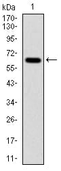 Figure 1: Western blot analysis using APP mAb against human APP (AA: 483-699) recombinant protein. (Expected MW is 50.7 kDa)