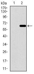 Figure 2: Western blot analysis using APP mAb against HEK293 (1) and APP (AA: 483-699)-hIgGFc transfected HEK293 (2) cell lysate.