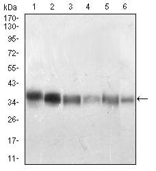 Figure 3: Western blot analysis using PPP1CB mouse mAb against Jurkat (1), A431 (2), Hela (3), HepG2 (4), HEK293 (5), MCF-7 (6) cell lysate.