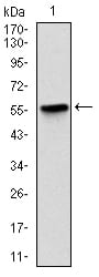 Figure 1: Western blot analysis using PRKCG mAb against human PRKCG (AA: 87-338) recombinant protein. (Expected MW is 54.4 kDa)