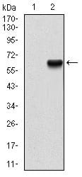 Figure 2: Western blot analysis using PRKCG mAb against HEK293 (1) and PRKCG (AA: 87-338)-hIgGFc transfected HEK293 (2) cell lysate.