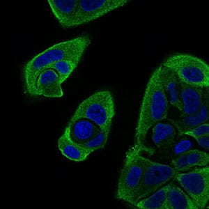 Figure 3: Immunofluorescence analysis of MCF-7 cells using RELB mouse mAb (green). Blue: DRAQ5 fluorescent DNA dye. Secondary antibody from Fisher (Cat#: 35503)