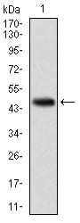 Figure 1: Western blot analysis using RELB mAb against human RELB (AA: 273-443) recombinant protein. (Expected MW is 45.5 kDa)