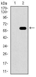 Figure 2: Western blot analysis using RELB mAb against HEK293 (1) and RELB (AA: 273-443)-hIgGFc transfected HEK293 (2) cell lysate.