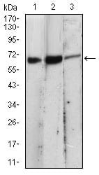 Figure 3: Western blot analysis using EIF2AK2 mouse mAb against A431 (1), MCF-7 (2), PC-12 (3) cell lysate.