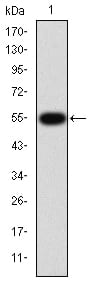 Figure 1: Western blot analysis using EIF2AK2 mAb against human EIF2AK2 (AA: 329-551) recombinant protein. (Expected MW is 51.7 kDa)