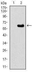 Figure 2: Western blot analysis using EIF2AK2 mAb against HEK293 (1) and EIF2AK2 (AA: 329-551)-hIgGFc transfected HEK293 (2) cell lysate.