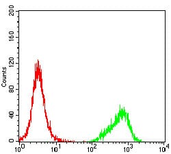 Figure 3: Flow cytometric analysis of K562 cells using CCNE1 mouse mAb (green) and negative control (red).