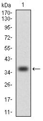 Figure 1: Western blot analysis using CCNE1 mAb against human CCNE1 (AA: 307-410) recombinant protein. (Expected MW is 37.5 kDa)