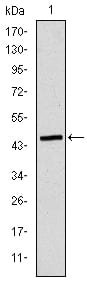 Figure 1: Western blot analysis using TUBE1 mAb against human TUBE1 (AA: 314-472) recombinant protein. (Expected MW is 44.3 kDa)