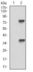 Figure 2: Western blot analysis using TUBE1 mAb against HEK293 (1) and TUBE1 (AA: 314-472)-hIgGFc transfected HEK293 (2) cell lysate.