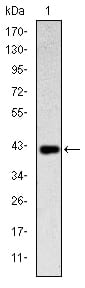 Figure 1: Western blot analysis using PRKACA mAb against human PRKACA (AA: 1-120) recombinant protein. (Expected MW is 39.7 kDa)