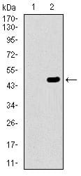 Figure 2: Western blot analysis using PRKACA mAb against HEK293 (1) and PRKACA (AA: 1-120)-hIgGFc transfected HEK293 (2) cell lysate.